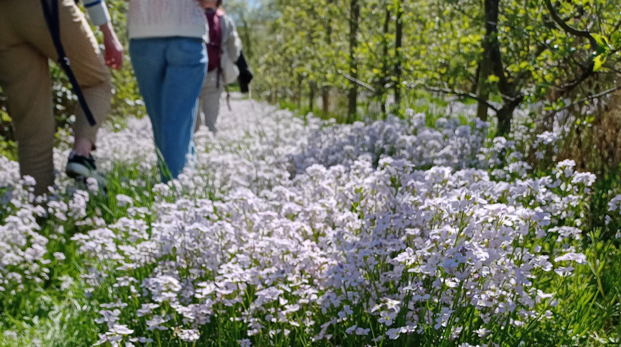 Pieds dans les fleurs