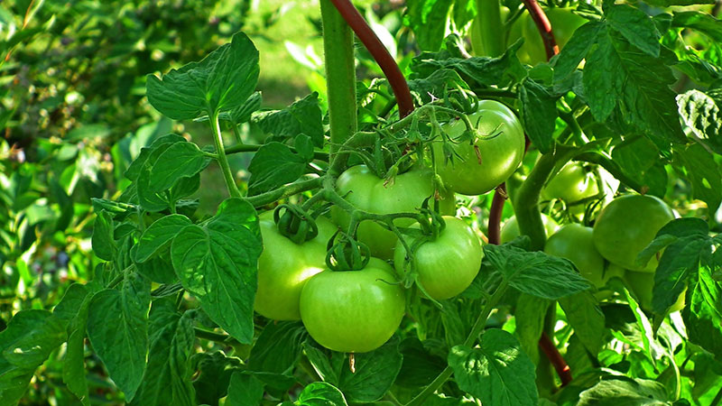 feuilles de tomate Pixabay MrGajowy3