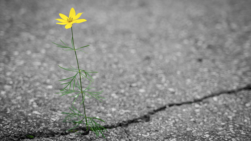 Fleur sur bitume Pixabay Leuchtturm81