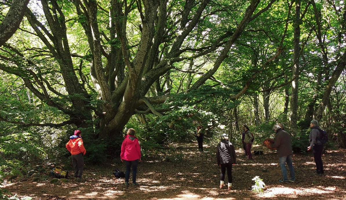 TÉMOIGNAGES. À la découverte des bains de forêt